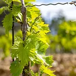 Chateau Ciceron *
