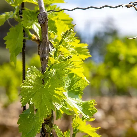 Chateau Ciceron *